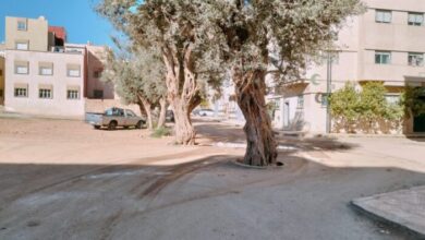 Photo of أشجار تدفع المكتب المحلي لحزب الحمامة بمدينة صفرو لمراسلة رئيس الجماعة.