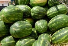 المغرب يضاعف صادرات البطيخ إلى فرنسا 2,5 مرة في عشر سنوات ويقلص الفارق مع إسبانيا
