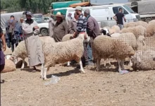 أسواق الأضاحي بالمغرب.. "عرض مريح" يقابله "طلب مؤجل" تحت ضغط التكلفة وتغير عادات الاستهلاك