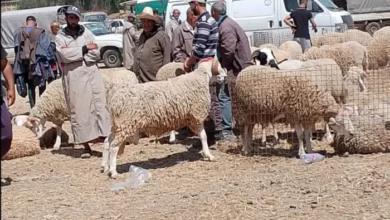 أسواق الأضاحي بالمغرب.. "عرض مريح" يقابله "طلب مؤجل" تحت ضغط التكلفة وتغير عادات الاستهلاك